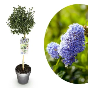 Ceanothus impressus Victoria Alberetto