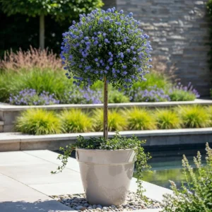 Ceanothus impressus Victoria Alberetto ambientata