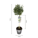 Ceanothus impressus Victoria Alberetto dimensioni