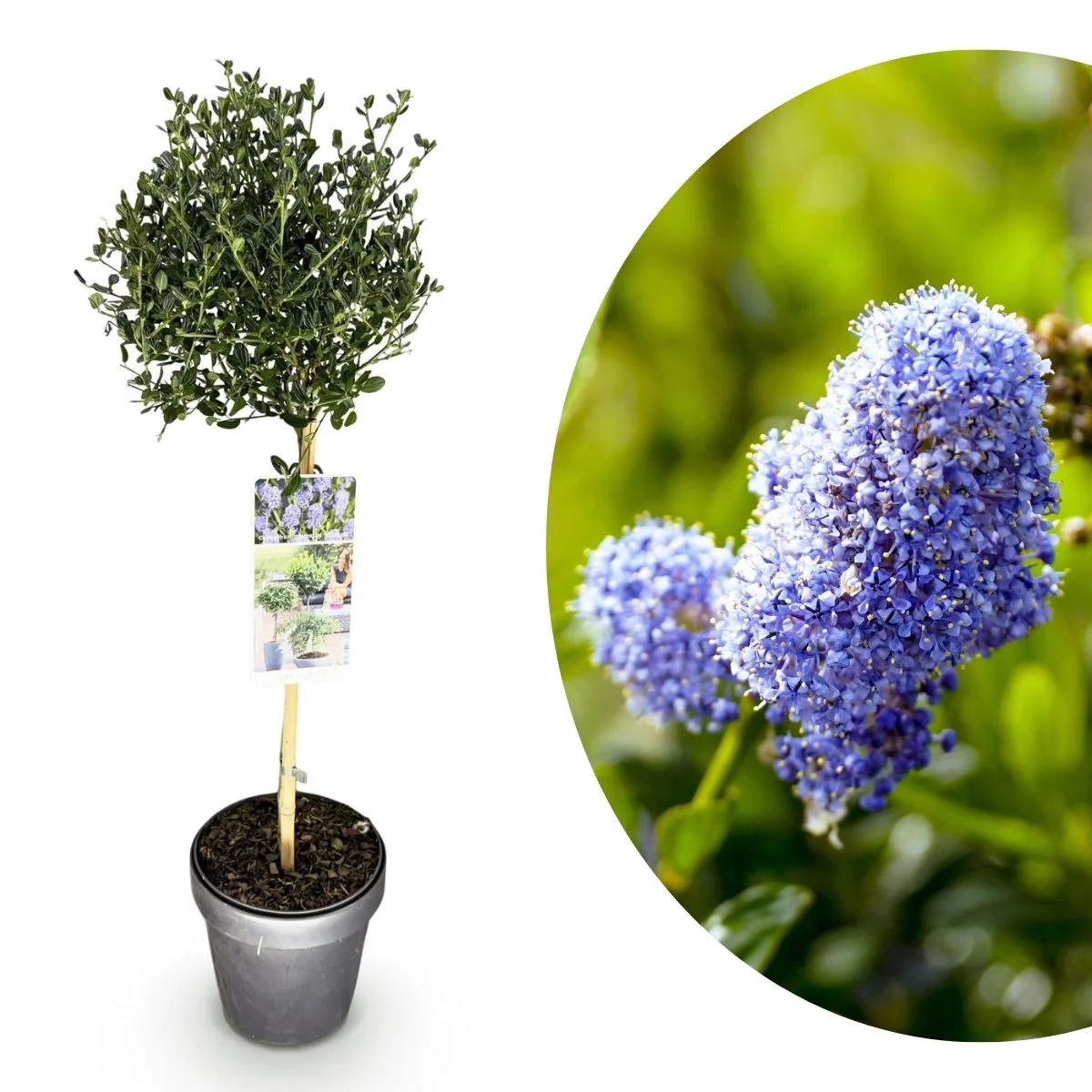 Ceanothus impressus Victoria Alberetto