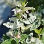 Evonimo 'Harlequin' ad alberello foglie variegate