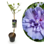 Hibiscus syriacus Blue Chiffon ad alberello