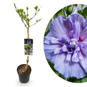 Hibiscus syriacus Blue Chiffon ad alberello