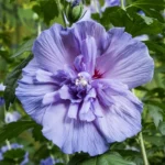 Hibiscus syriacus Blue Chiffon ad alberello fiore