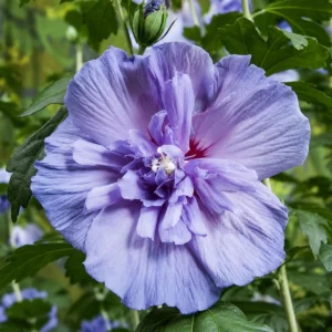 Hibiscus syriacus Blue Chiffon ad alberello fiore
