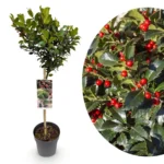 Ilex 'Blue Maid' Alberello