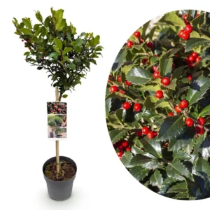 Ilex 'Blue Maid' Alberello