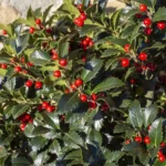 Ilex 'Blue Maid' Alberello bacche