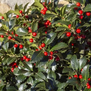 Ilex 'Blue Maid' Alberello bacche