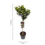 Ilex 'Blue Maid' Alberello dimensioni