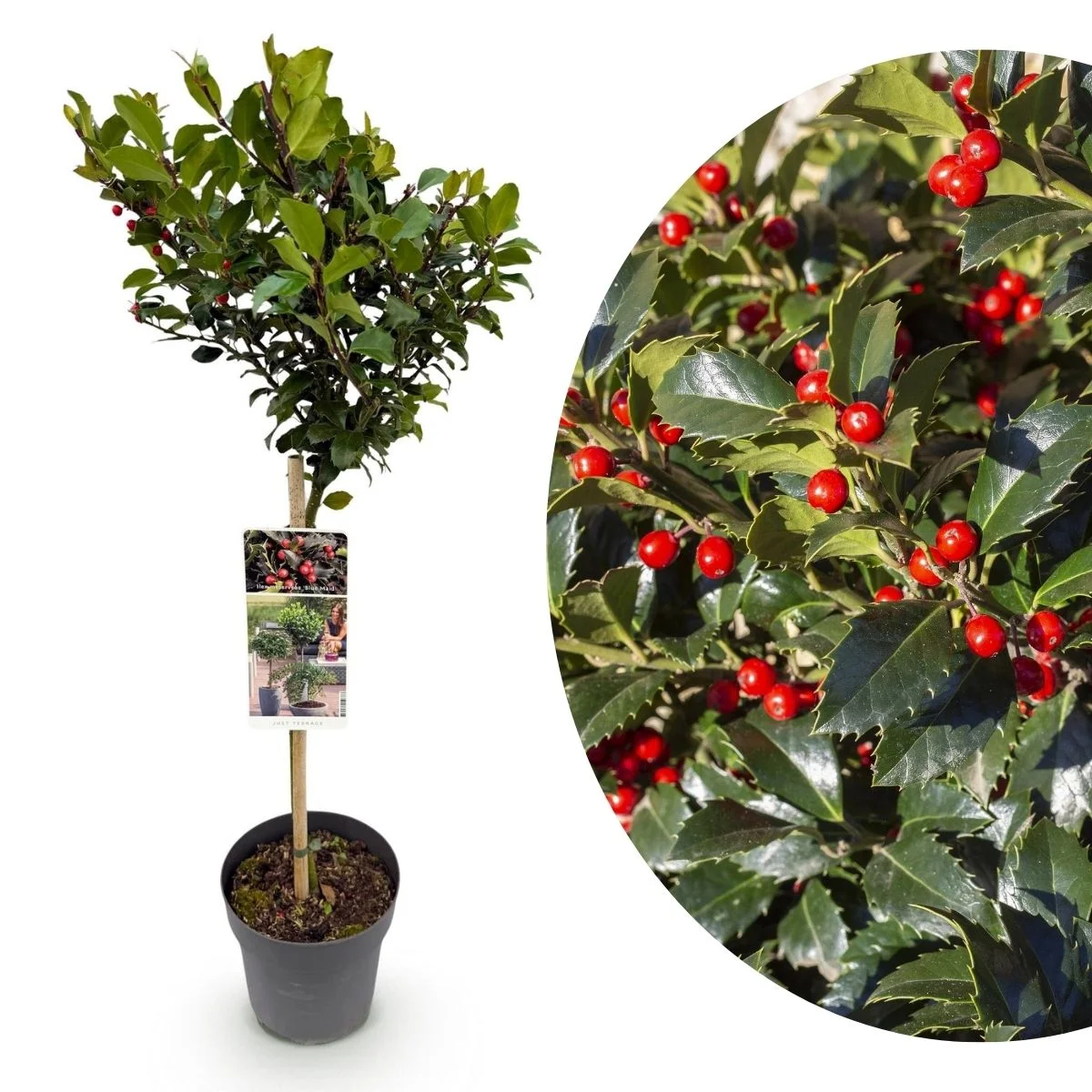 Ilex 'Blue Maid' Alberello Ilex 'Blue Maid' Alberello