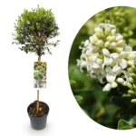 Ligustrum delavayanum ad Alberello