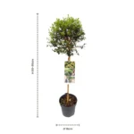 Ligustrum delavayanum ad Alberello dimensioni