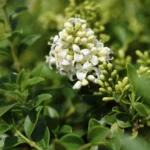 Ligustrum delavayanum ad Alberello fiore
