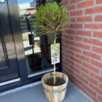 Ligustrum delavayanum ad Alberello ingresso casa