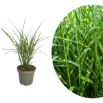 Miscanthus sinensis ‘Zebrinus’