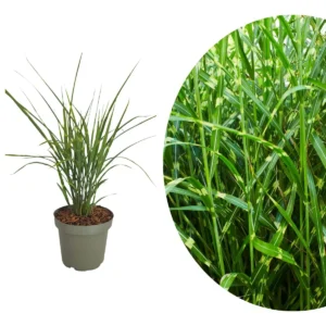 Miscanthus sinensis ‘Zebrinus’