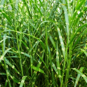 Miscanthus sinensis ‘Zebrinus’ foglie
