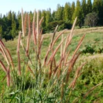Miscanthus sinensis ‘Zebrinus’ spighe