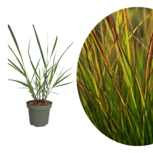 Panicum virgatum ‘Rotstrahlbusch’