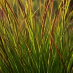 Panicum virgatum ‘Rotstrahlbusch’ dettaglio foglie