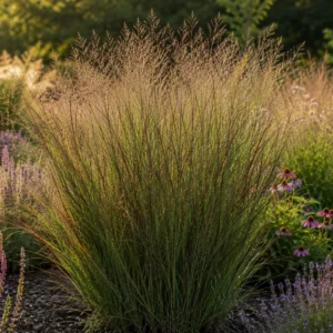 Panicum virgatum ‘Rotstrahlbusch’ foglie