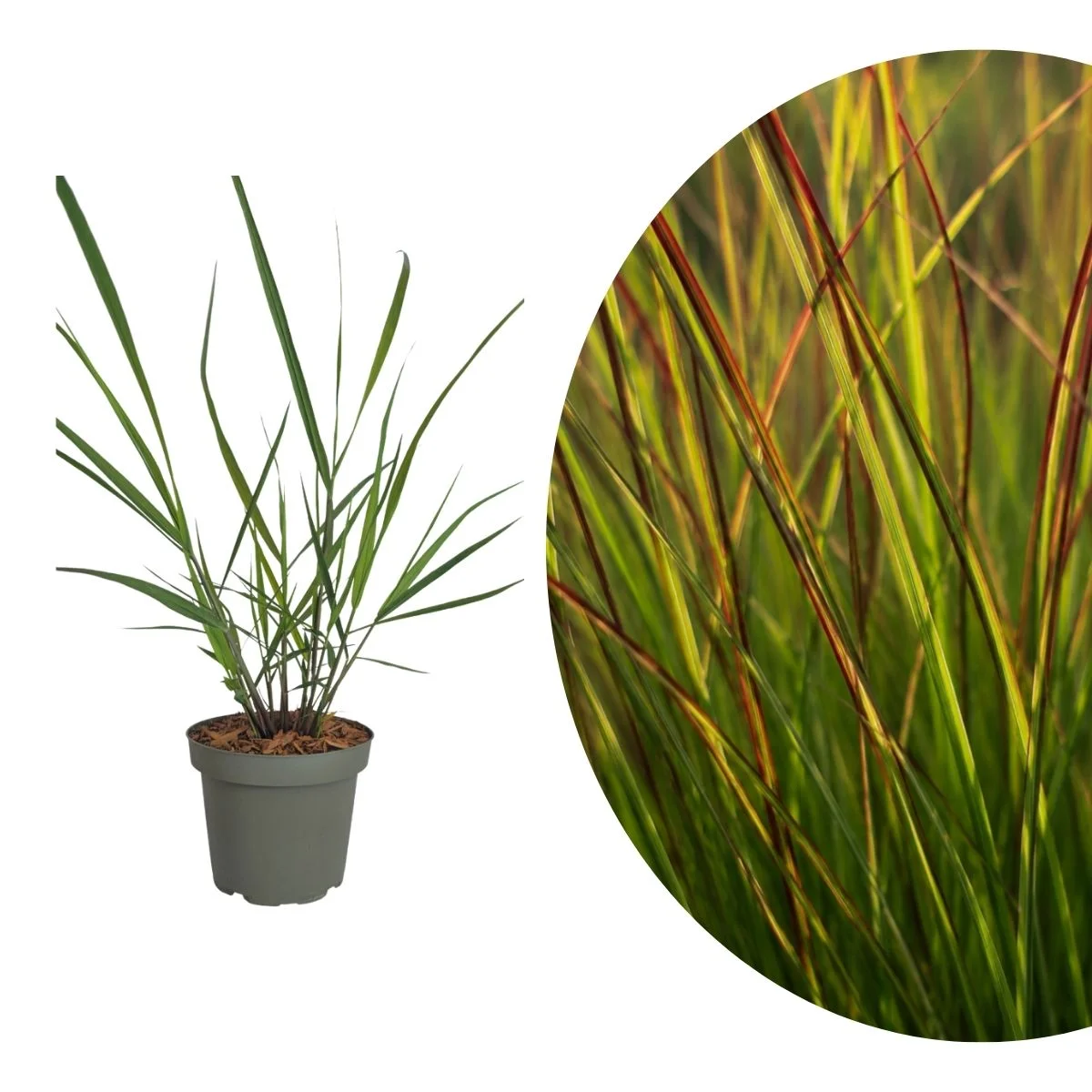 Panicum virgatum ‘Rotstrahlbusch’ Panicum virgatum ‘Rotstrahlbusch’