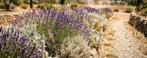 Aiuola di lavanda e piante mediterranee resistenti al caldo e alla siccità sotto il sole estivo