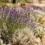 Aiuola di lavanda e piante mediterranee resistenti al caldo e alla siccità sotto il sole estivo