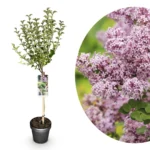 Syringa meyeri Palibin Alberetto