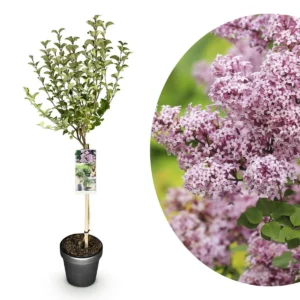 Syringa meyeri Palibin Alberetto