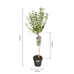 Syringa meyeri Palibin Alberetto dimensioni