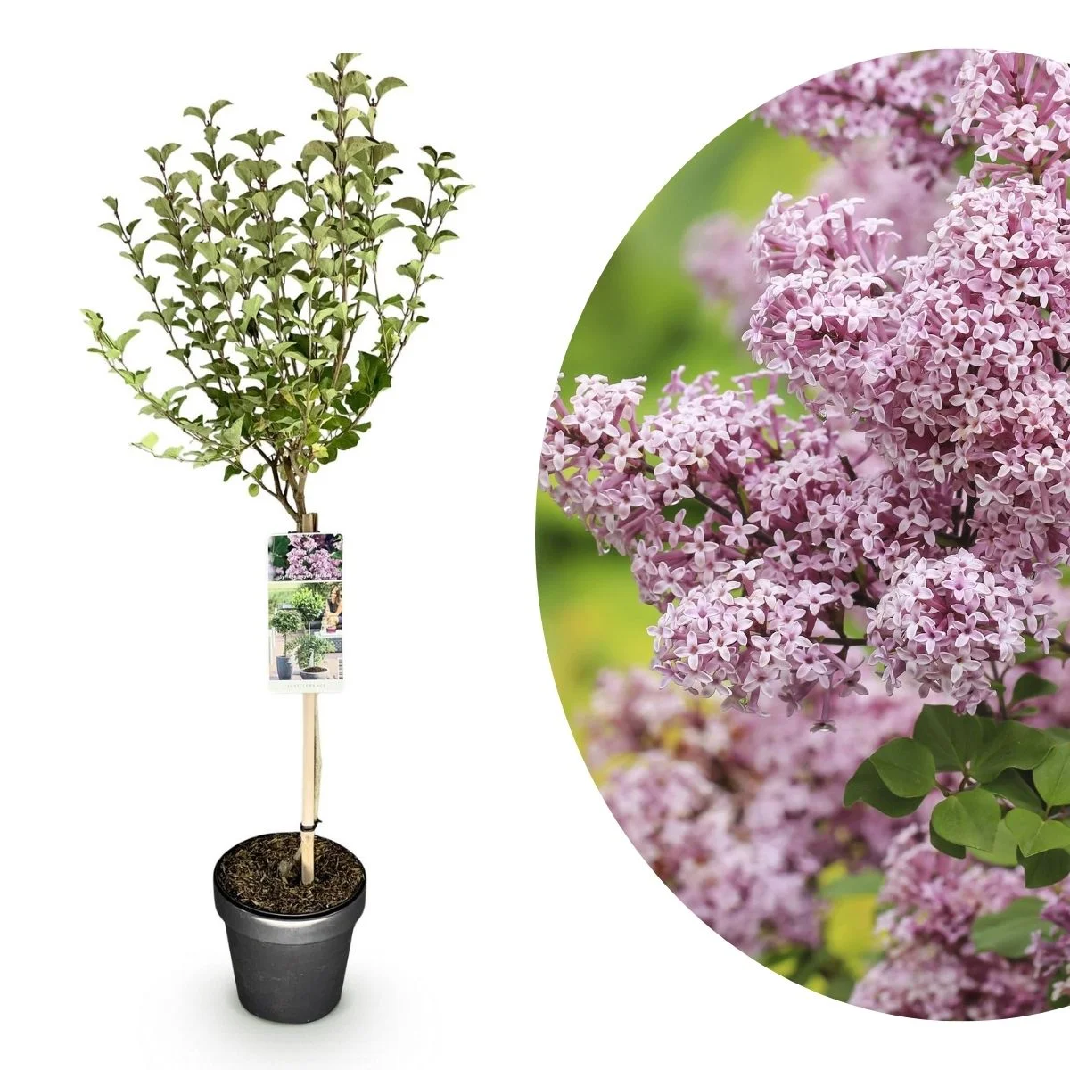 Syringa meyeri Palibin Alberetto Syringa meyeri Palibin Alberetto