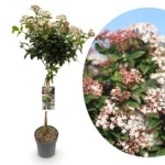 Viburnum tinus ad Alberello