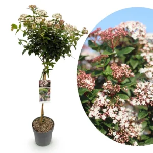 Viburnum tinus ad Alberello