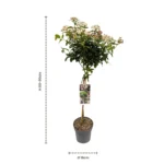 Viburnum tinus ad Alberello dimensioni