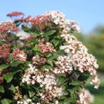 Viburnum tinus ad Alberello fioritura