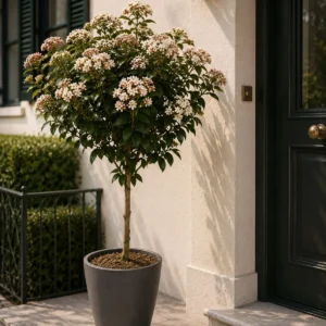 Viburnum tinus ad Alberello ingresso casa