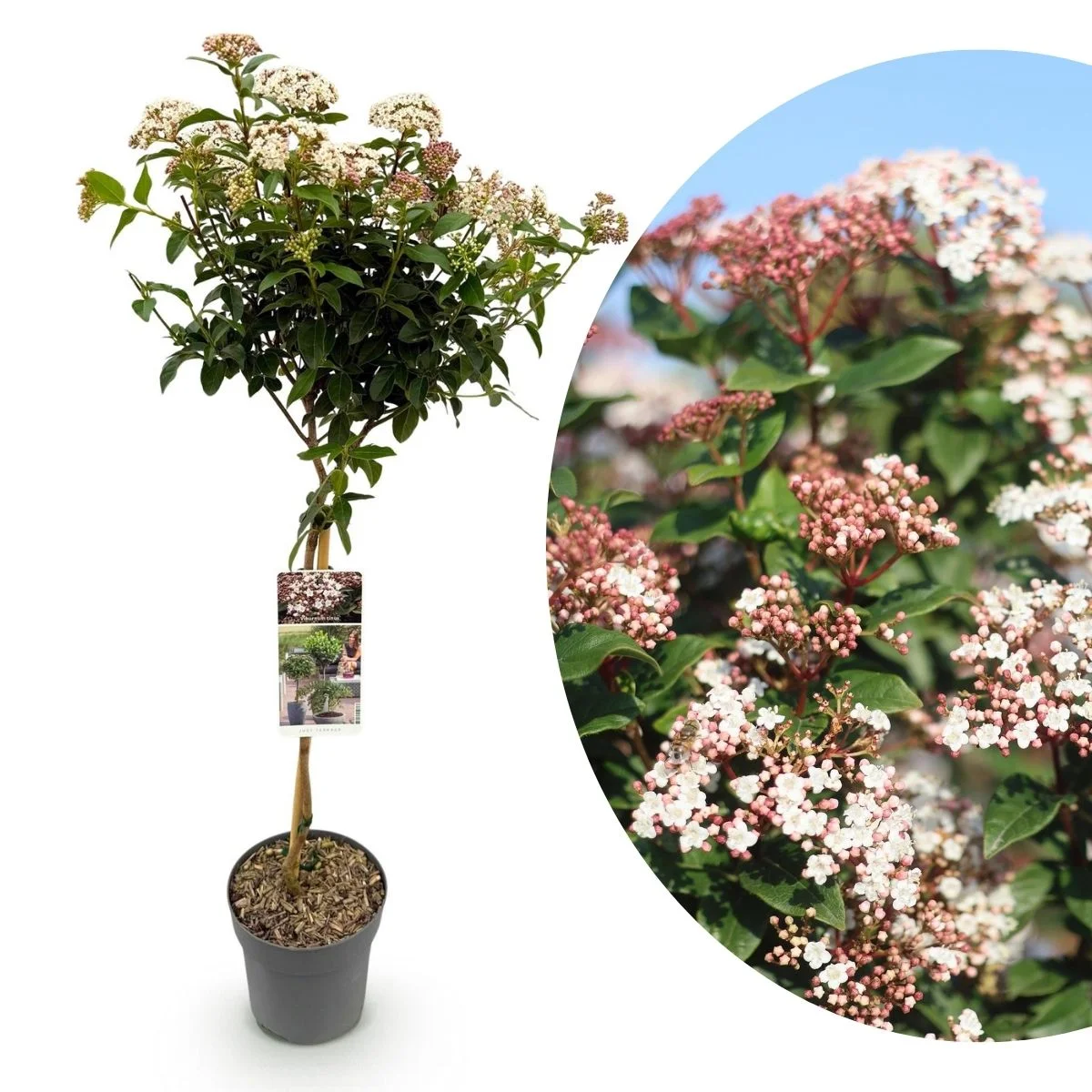 Viburnum tinus ad Alberello Viburnum tinus ad Alberello