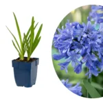 Agapanthus africanus blue