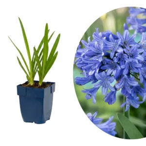 Agapanthus africanus blue