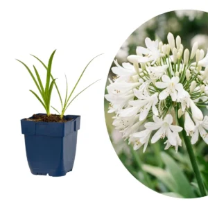 Agapanthus africanus 'Albus'