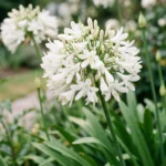 Agapanthus africanus 'Albus' fiore