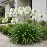 Agapanthus africanus 'Albus' pianta fiorita