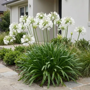 Agapanthus africanus 'Albus' pianta fiorita