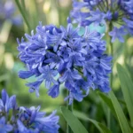 Agapanthus africanus fiore