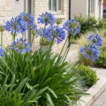 Agapanthus africanus pianta in fiore blu