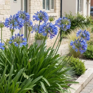 Agapanthus africanus pianta in fiore blu