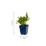 Bordura Nepeta Tricolor dimensioni piante