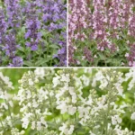 Bordura Nepeta Tricolor fioritura